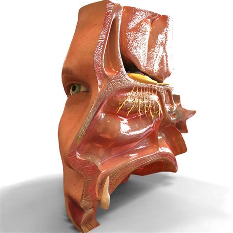 nasal cavity 3d model